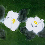 Two white camellias